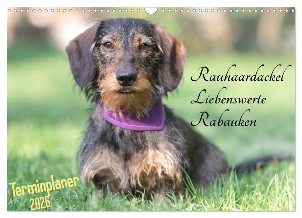 Familienplaner - Liebenswerte Rabauken - Rauhaardackel (CALVENDO Wandkalender 2026)