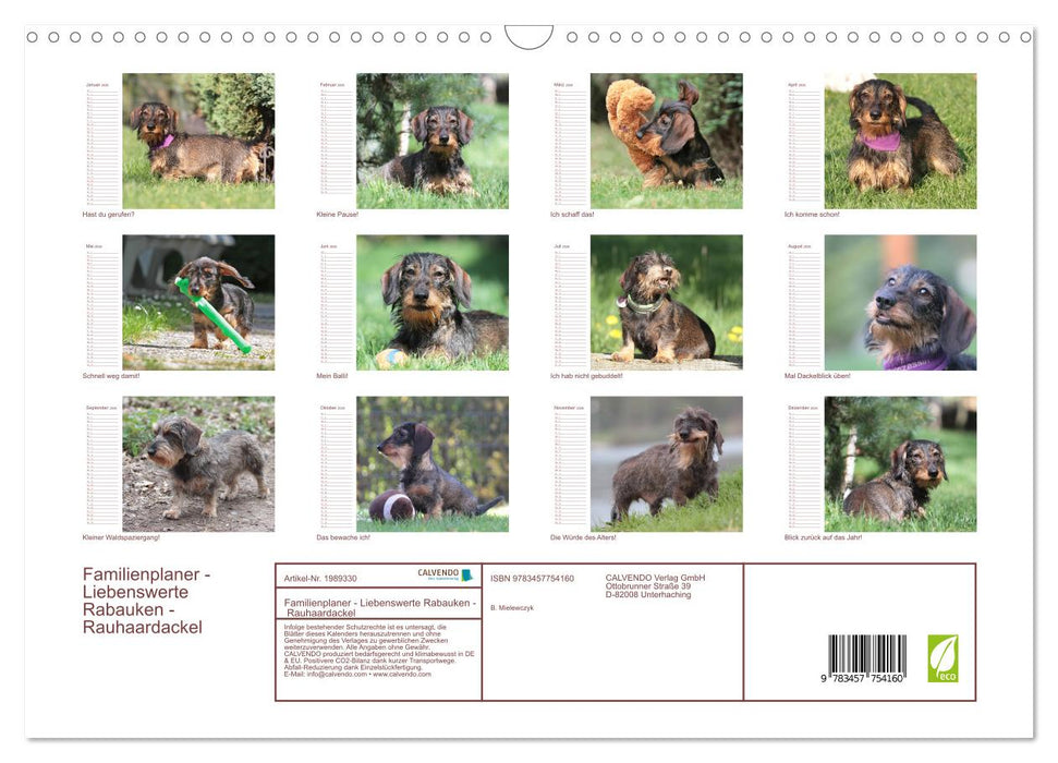 Familienplaner - Liebenswerte Rabauken - Rauhaardackel (CALVENDO Wandkalender 2026)