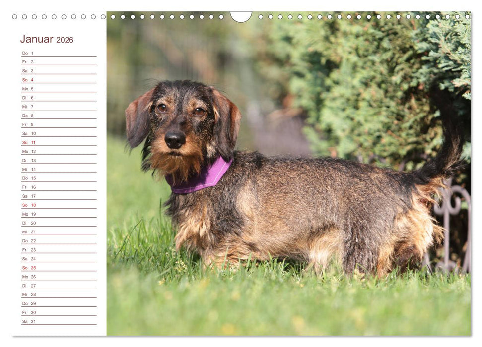 Familienplaner - Liebenswerte Rabauken - Rauhaardackel (CALVENDO Wandkalender 2026)
