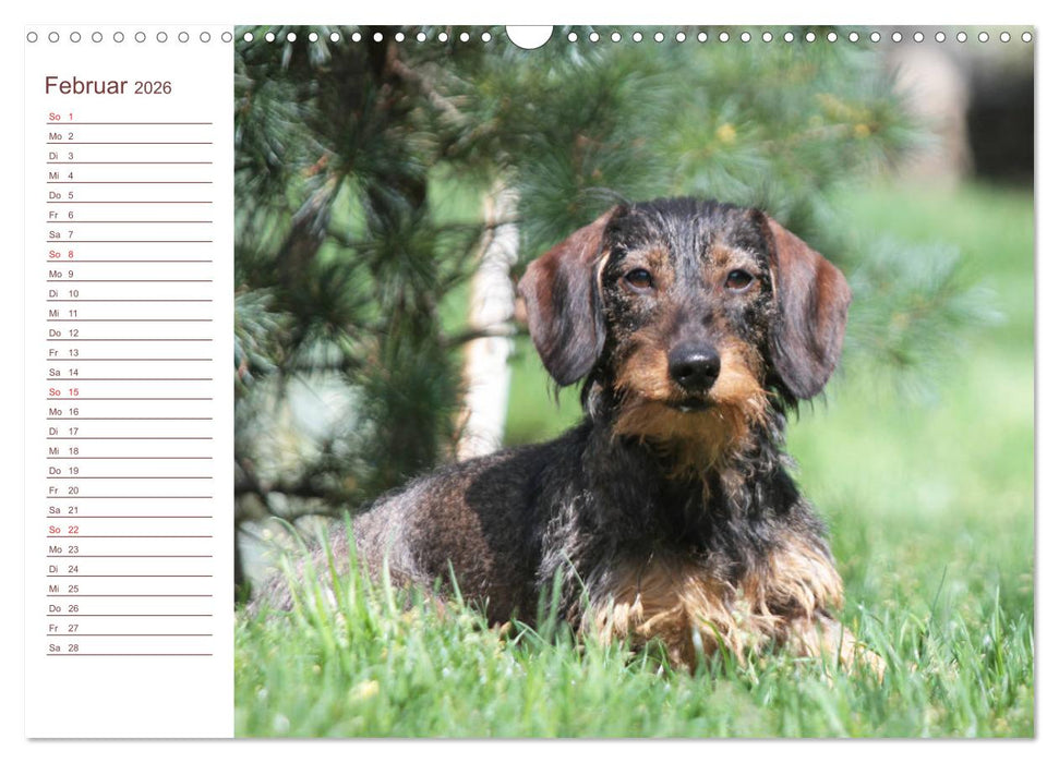 Familienplaner - Liebenswerte Rabauken - Rauhaardackel (CALVENDO Wandkalender 2026)