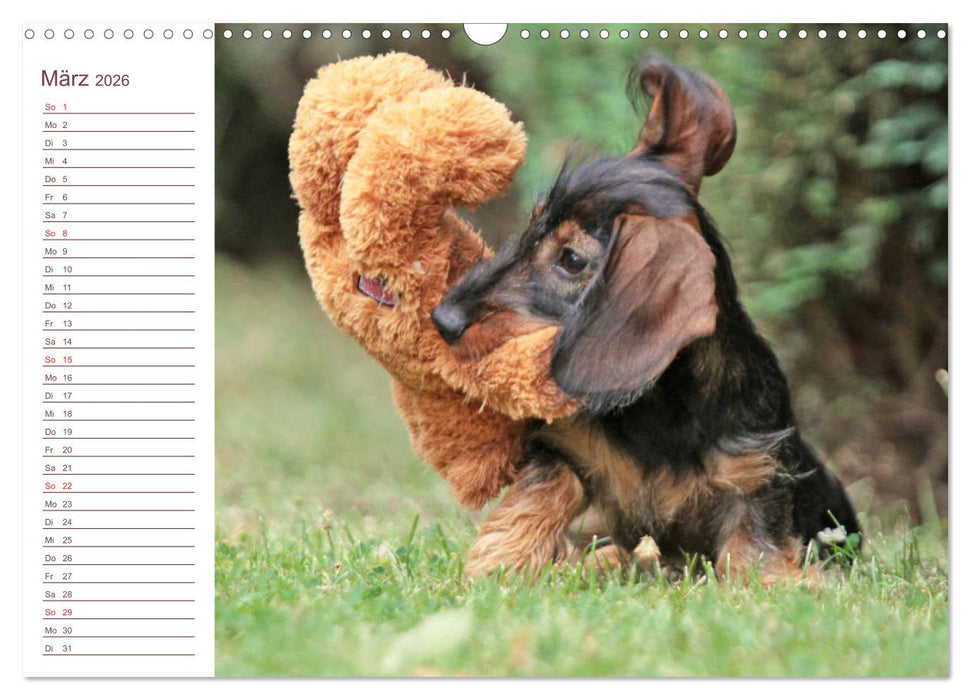 Familienplaner - Liebenswerte Rabauken - Rauhaardackel (CALVENDO Wandkalender 2026)