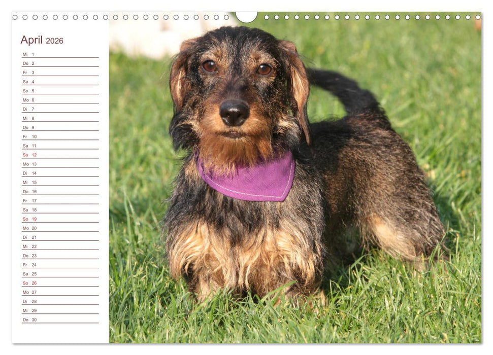 Familienplaner - Liebenswerte Rabauken - Rauhaardackel (CALVENDO Wandkalender 2026)