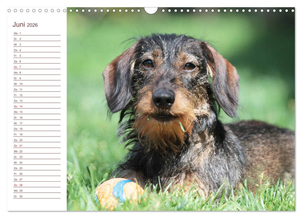 Familienplaner - Liebenswerte Rabauken - Rauhaardackel (CALVENDO Wandkalender 2026)