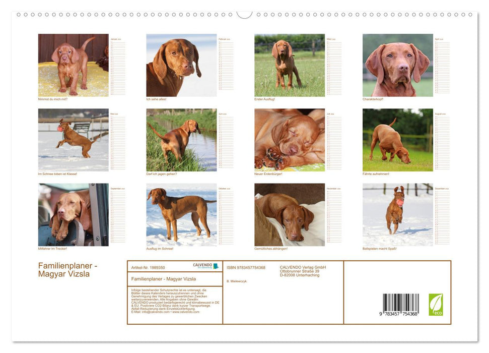 Familienplaner - Magyar Vizsla (CALVENDO Premium Wandkalender 2026)