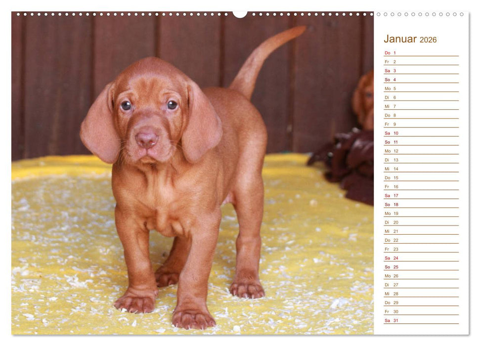 Familienplaner - Magyar Vizsla (CALVENDO Premium Wandkalender 2026)