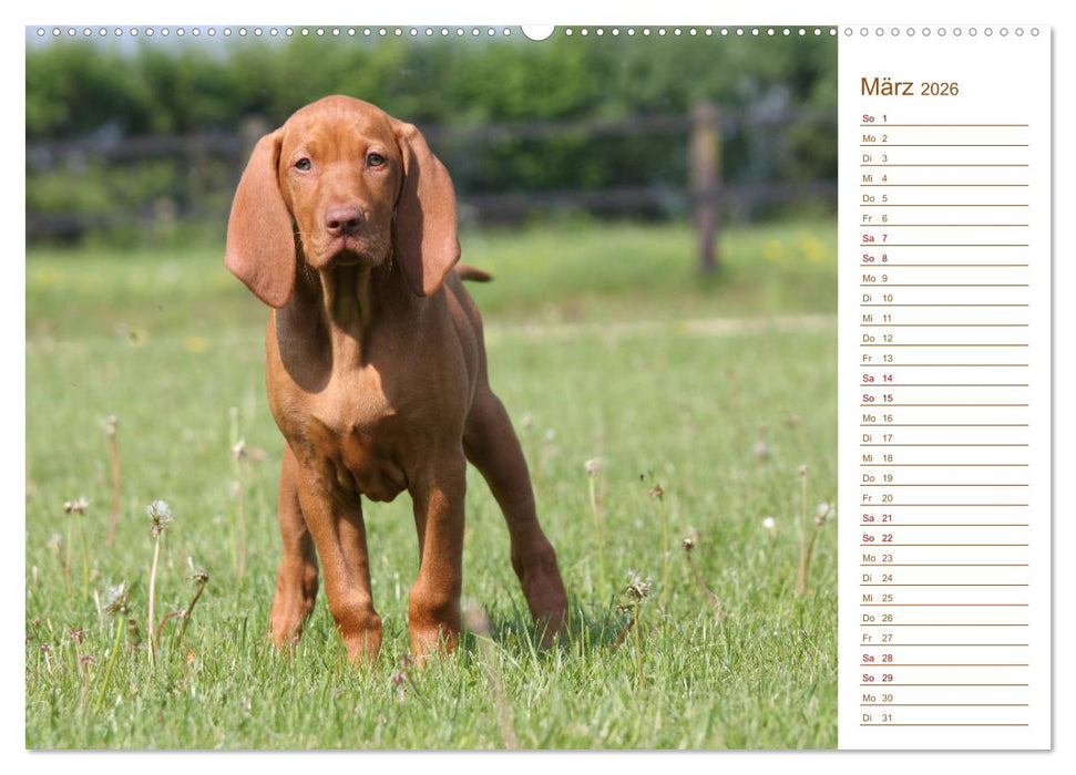 Familienplaner - Magyar Vizsla (CALVENDO Premium Wandkalender 2026)