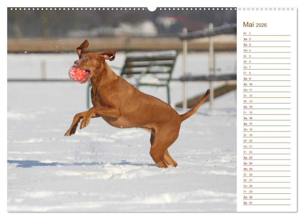 Familienplaner - Magyar Vizsla (CALVENDO Premium Wandkalender 2026)