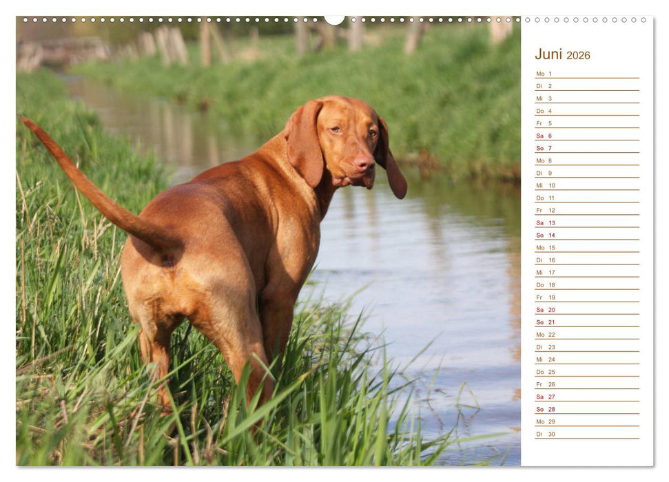 Familienplaner - Magyar Vizsla (CALVENDO Premium Wandkalender 2026)