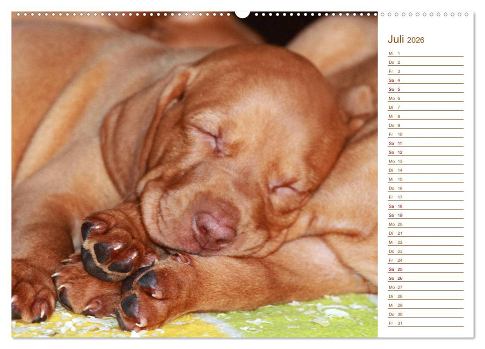 Familienplaner - Magyar Vizsla (CALVENDO Premium Wandkalender 2026)