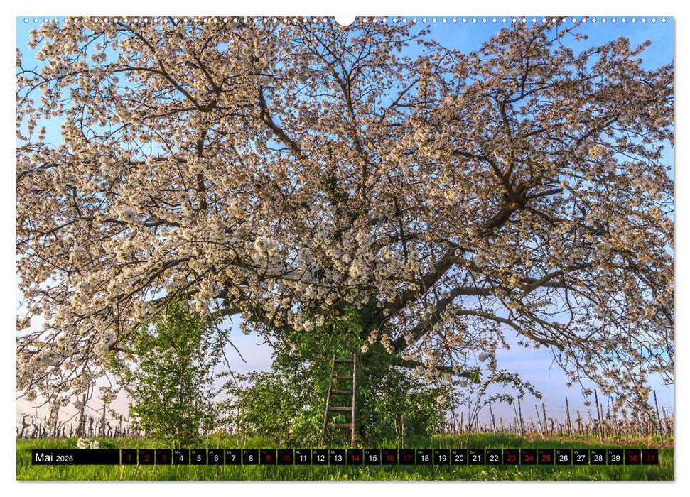 Augenschmaus Pfalz (CALVENDO Premium Wandkalender 2026)