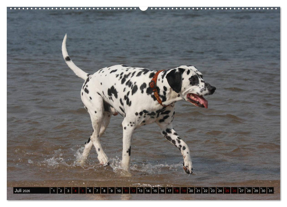 Gefleckte Freunde - Hunderasse Dalmatiner (CALVENDO Premium Wandkalender 2026)
