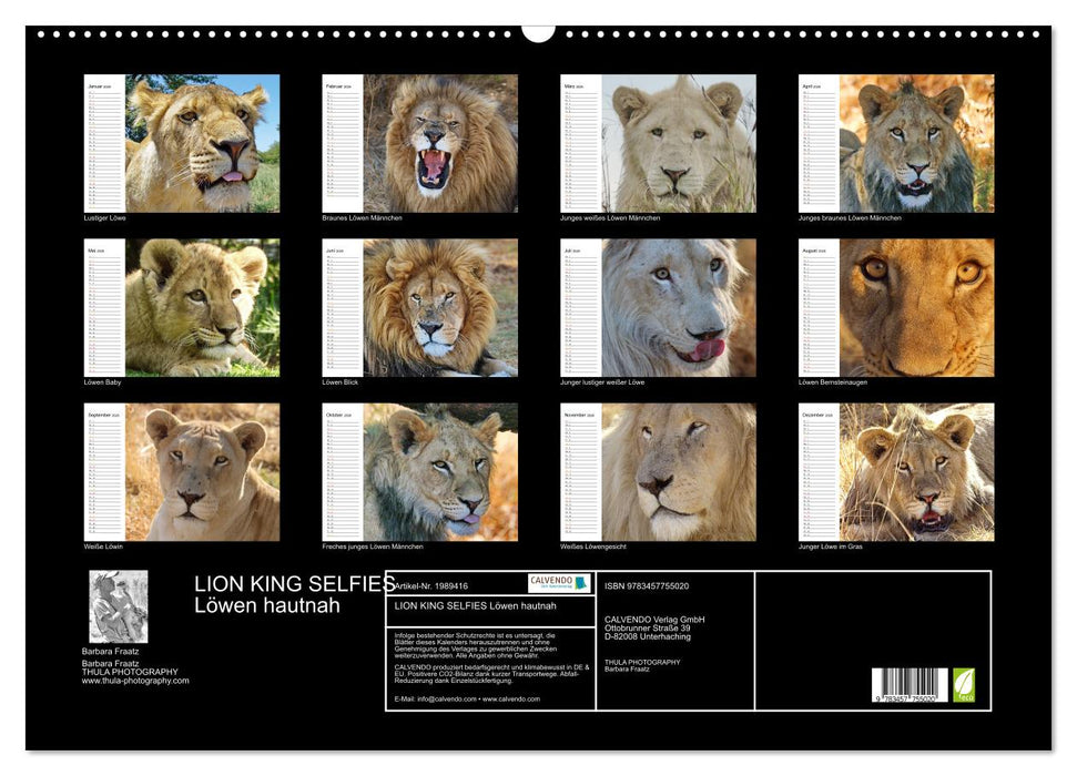 LION KING SELFIES Löwen hautnah (CALVENDO Wandkalender 2026)