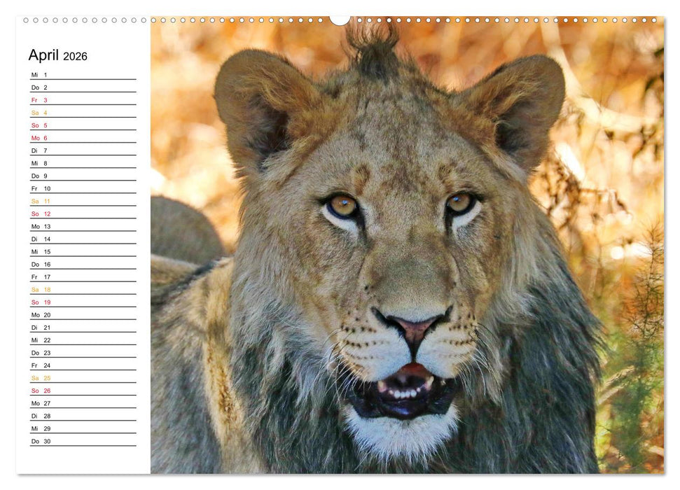 LION KING SELFIES Löwen hautnah (CALVENDO Wandkalender 2026)