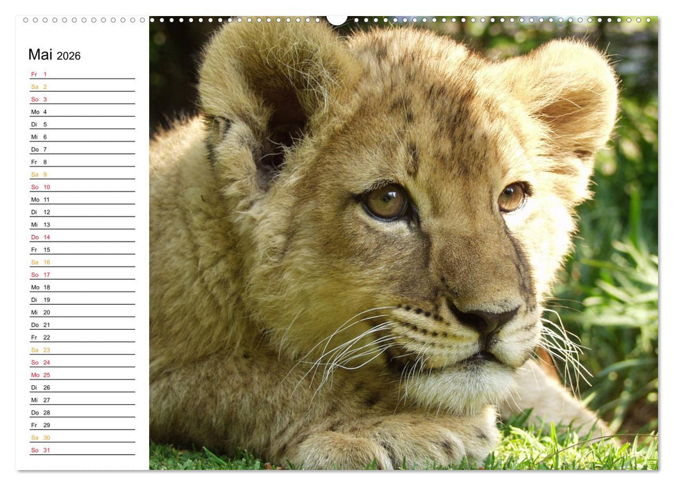 LION KING SELFIES Löwen hautnah (CALVENDO Wandkalender 2026)