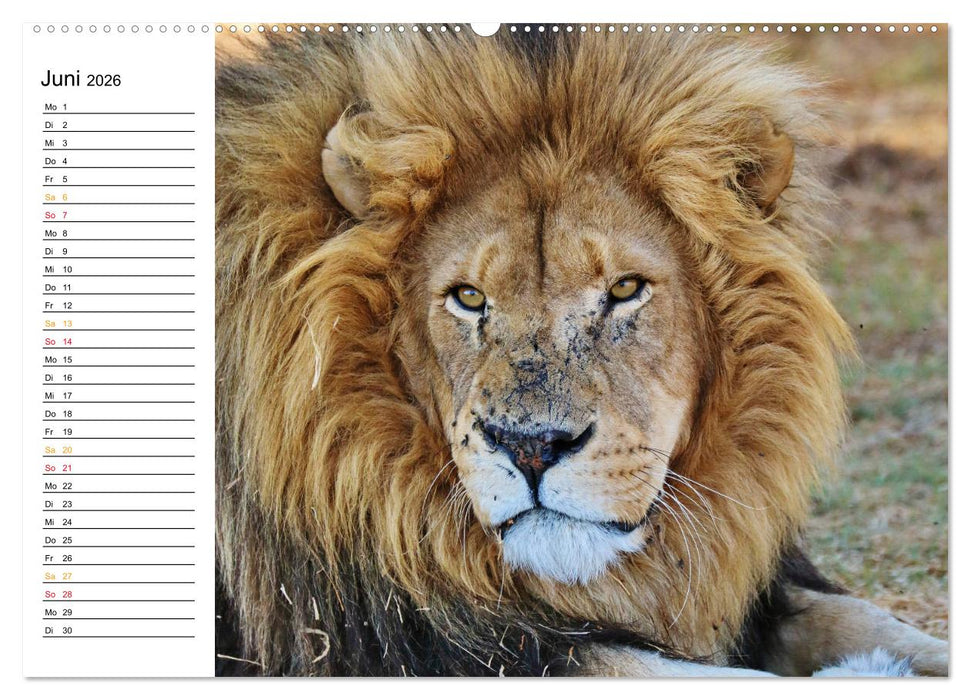 LION KING SELFIES Löwen hautnah (CALVENDO Wandkalender 2026)