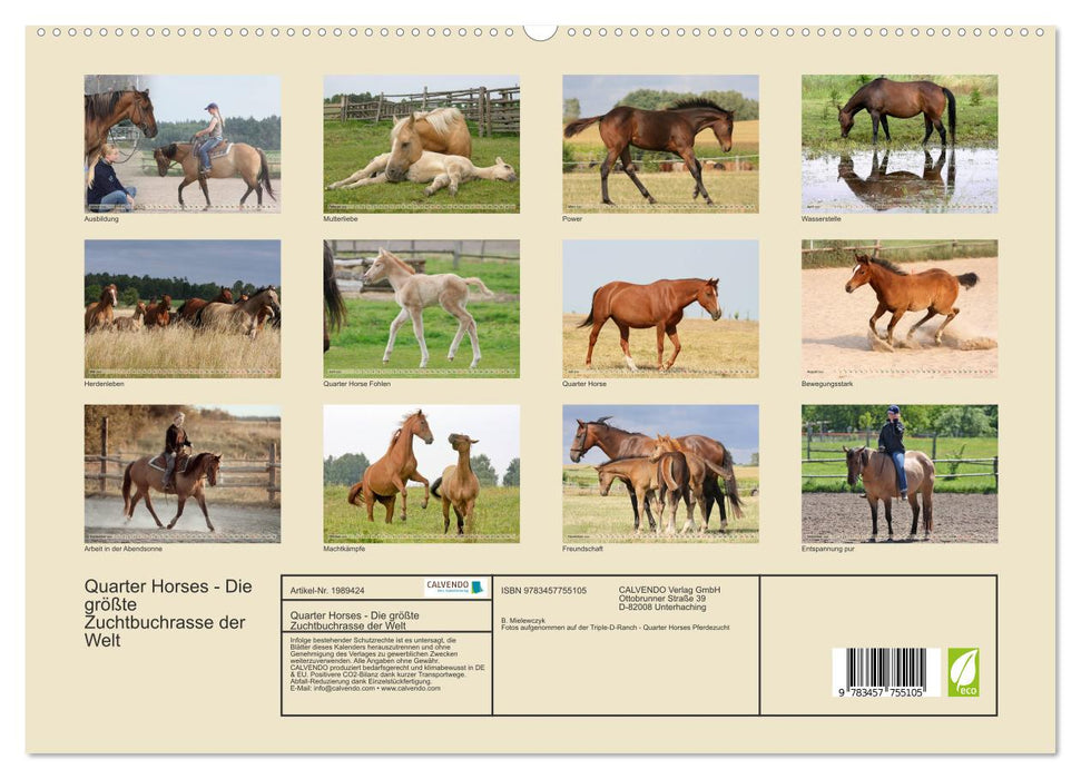 Quarter Horses - Die größte Zuchtbuchrasse der Welt (CALVENDO Premium Wandkalender 2026)