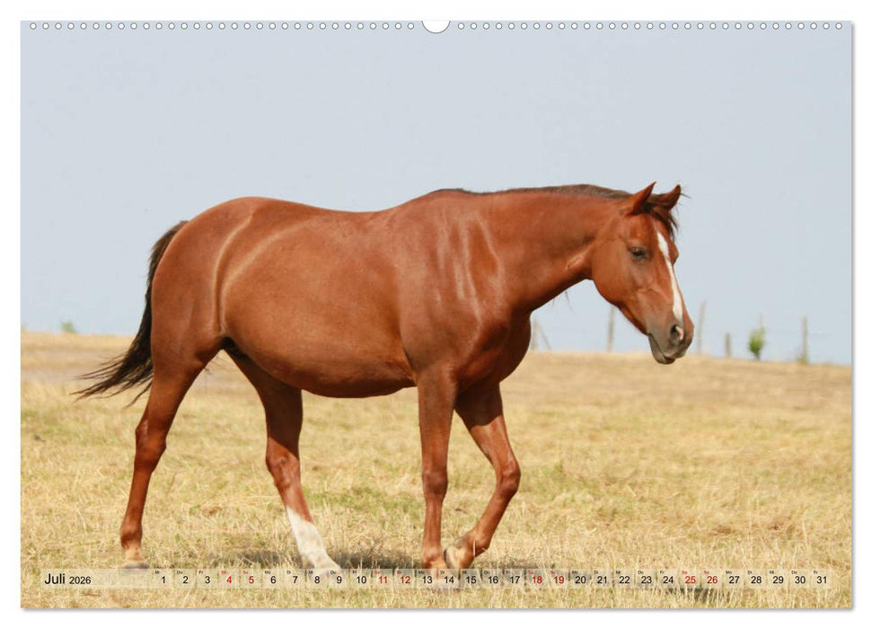 Quarter Horses - Die größte Zuchtbuchrasse der Welt (CALVENDO Premium Wandkalender 2026)