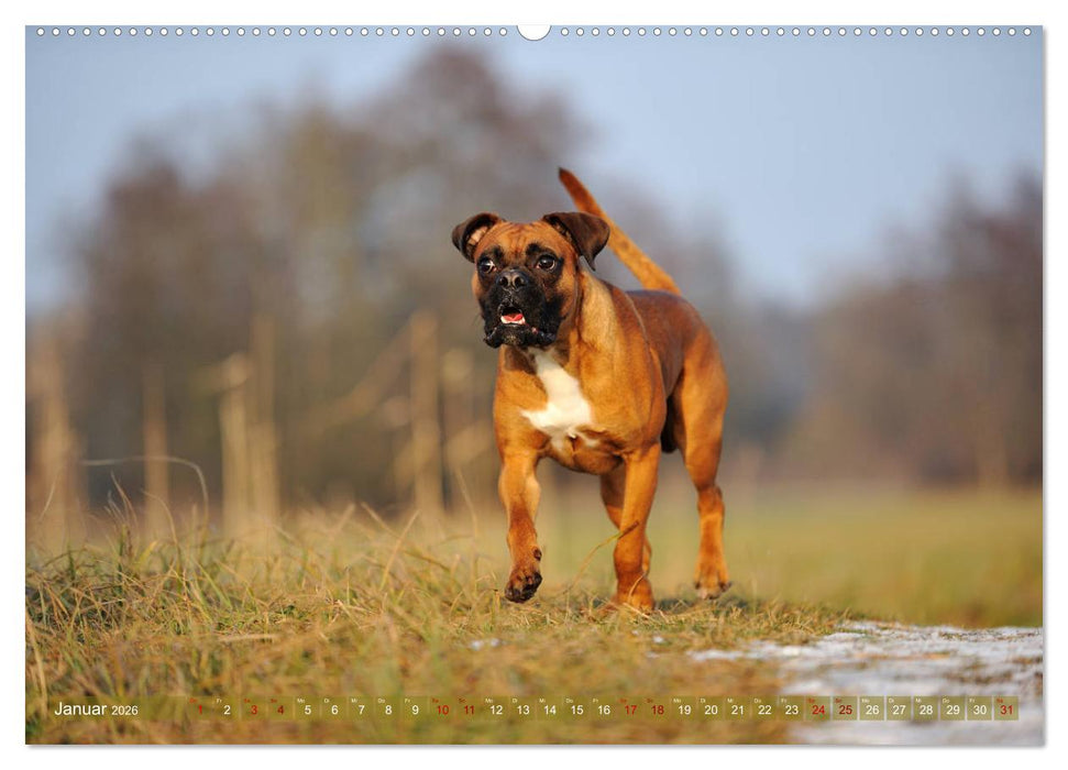 Gut - besser - Boxer (CALVENDO Premium Wandkalender 2026)