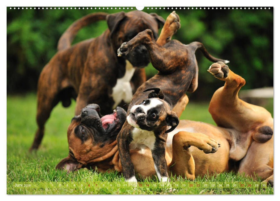 Gut - besser - Boxer (CALVENDO Premium Wandkalender 2026)