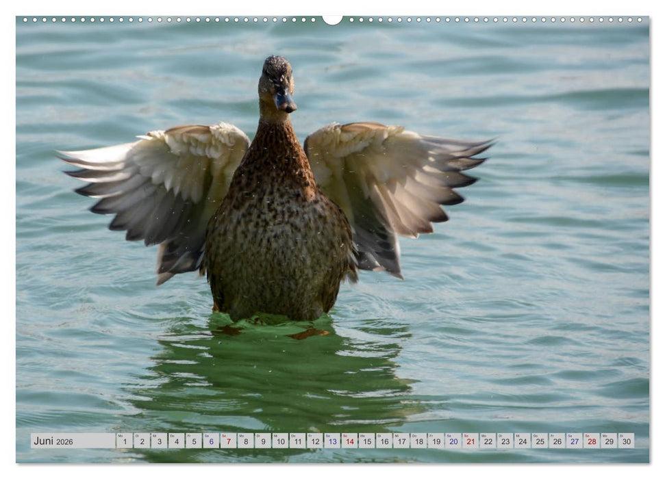 Der malerische Pfäffikersee (CALVENDO Premium Wandkalender 2026)