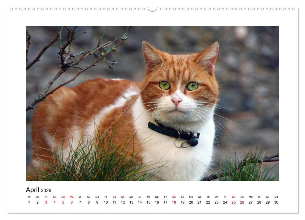 Straßentiger auf Samtpfoten (CALVENDO Premium Wandkalender 2026)