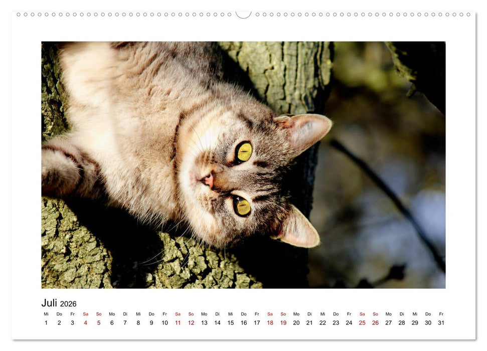 Straßentiger auf Samtpfoten (CALVENDO Premium Wandkalender 2026)