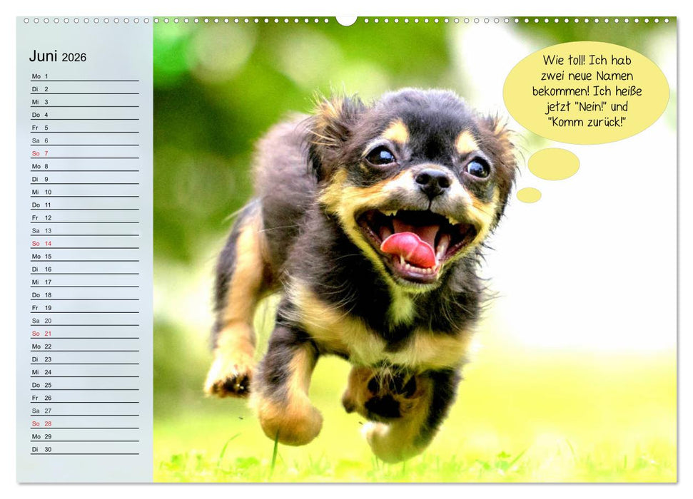 Hurra! Wir gehen Gassi! Abenteuer mit dem Hund! (CALVENDO Wandkalender 2026)