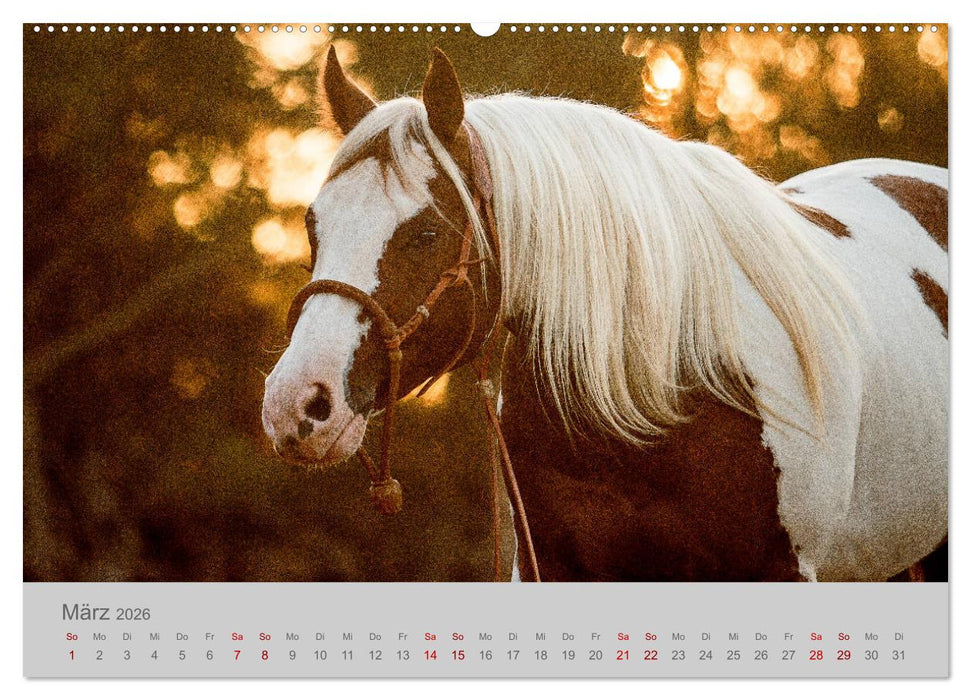 Pferde - Anmut, Eleganz, Magie (CALVENDO Premium Wandkalender 2026)