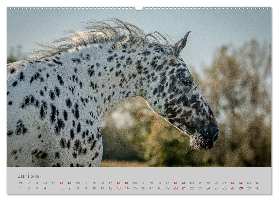 Pferde - Anmut, Eleganz, Magie (CALVENDO Premium Wandkalender 2026)