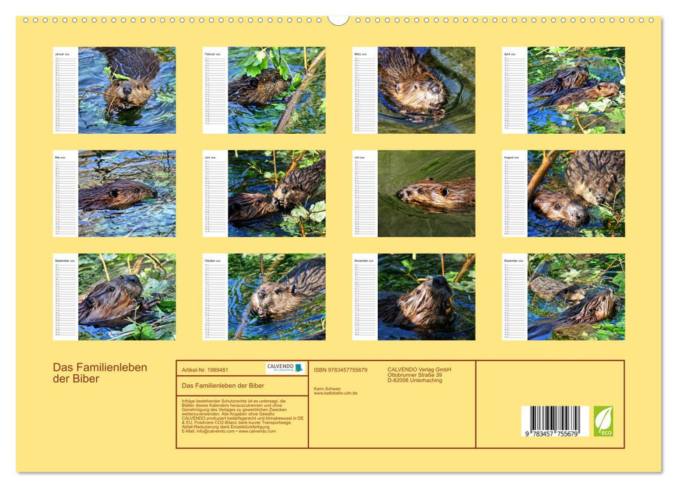 Das Familienleben der Biber (CALVENDO Premium Wandkalender 2026)