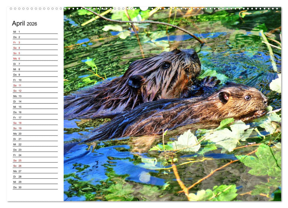 Das Familienleben der Biber (CALVENDO Premium Wandkalender 2026)