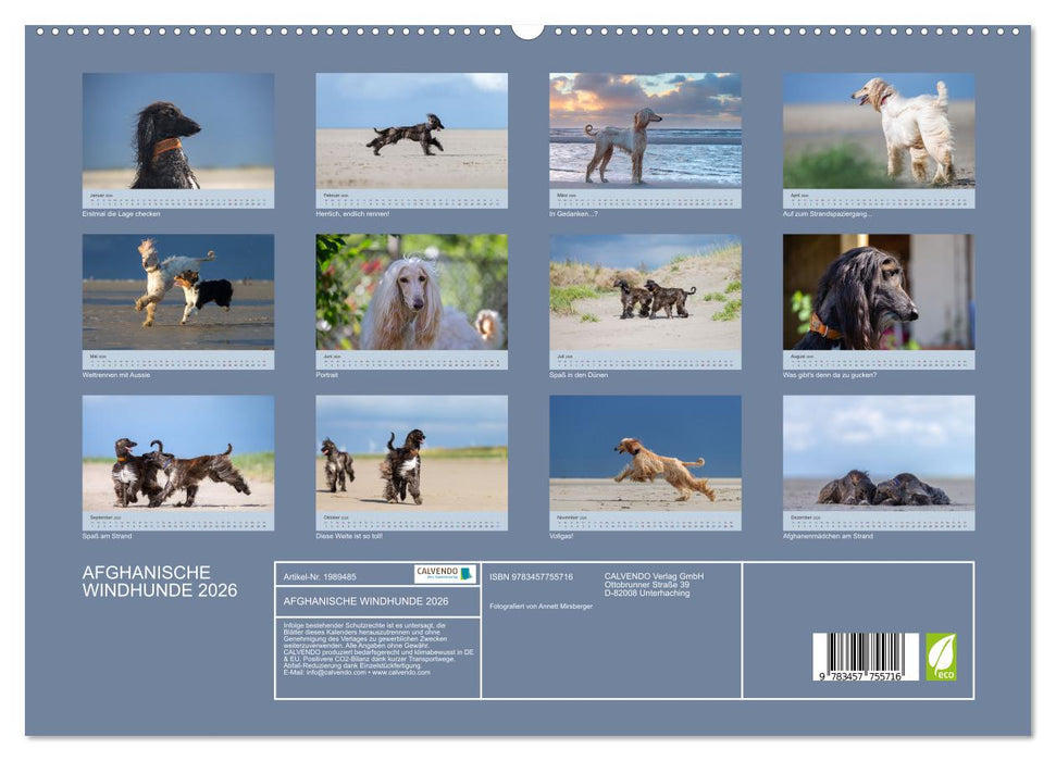 AFGHANISCHE WINDHUNDE 2026 (CALVENDO Premium Wandkalender 2026)