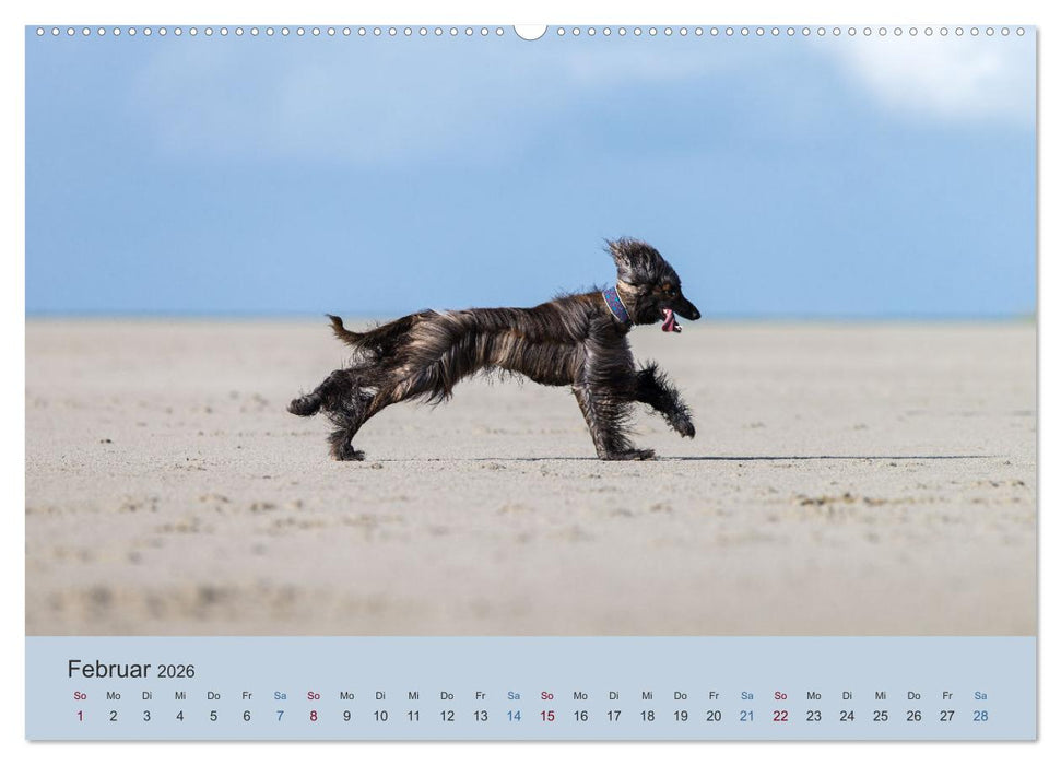 AFGHANISCHE WINDHUNDE 2026 (CALVENDO Premium Wandkalender 2026)