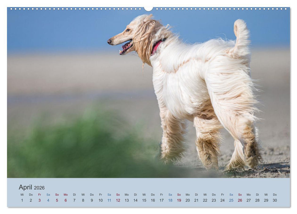 AFGHANISCHE WINDHUNDE 2026 (CALVENDO Premium Wandkalender 2026)
