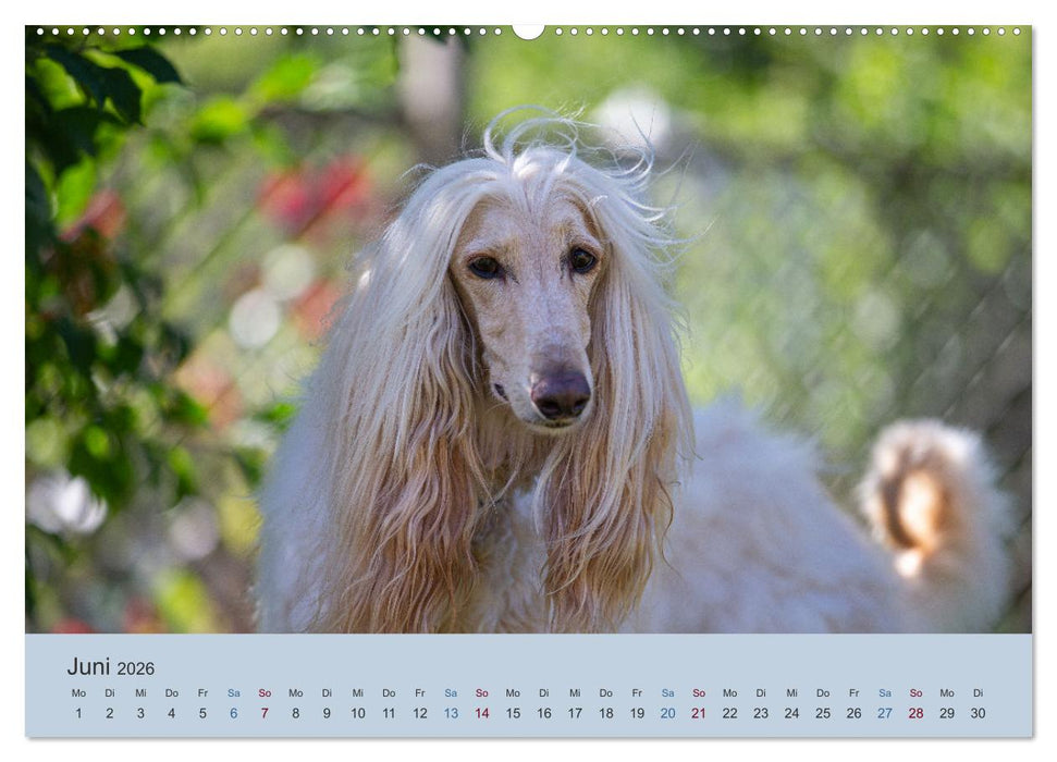 AFGHANISCHE WINDHUNDE 2026 (CALVENDO Premium Wandkalender 2026)