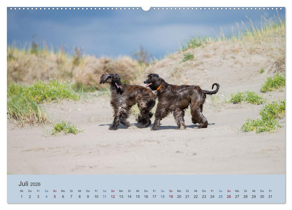 AFGHANISCHE WINDHUNDE 2026 (CALVENDO Premium Wandkalender 2026)