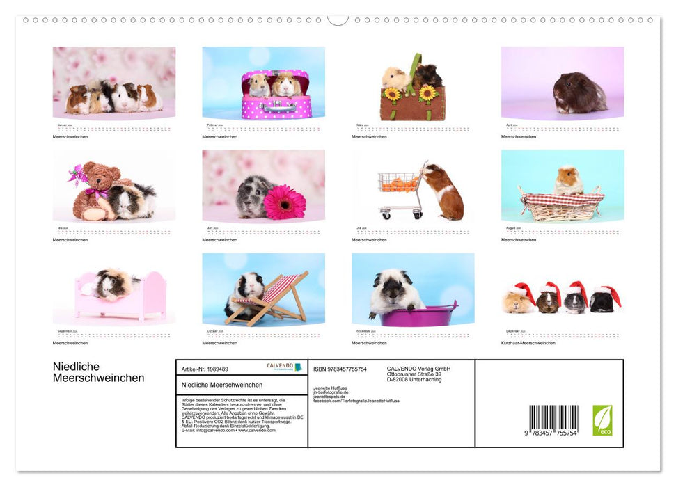 Niedliche Meerschweinchen (CALVENDO Premium Wandkalender 2026)