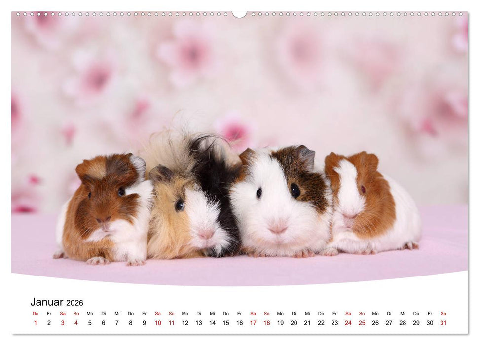 Niedliche Meerschweinchen (CALVENDO Premium Wandkalender 2026)