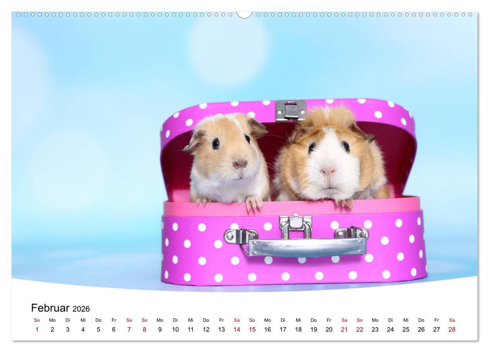 Niedliche Meerschweinchen (CALVENDO Premium Wandkalender 2026)