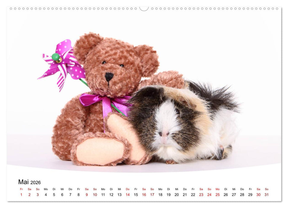 Niedliche Meerschweinchen (CALVENDO Premium Wandkalender 2026)