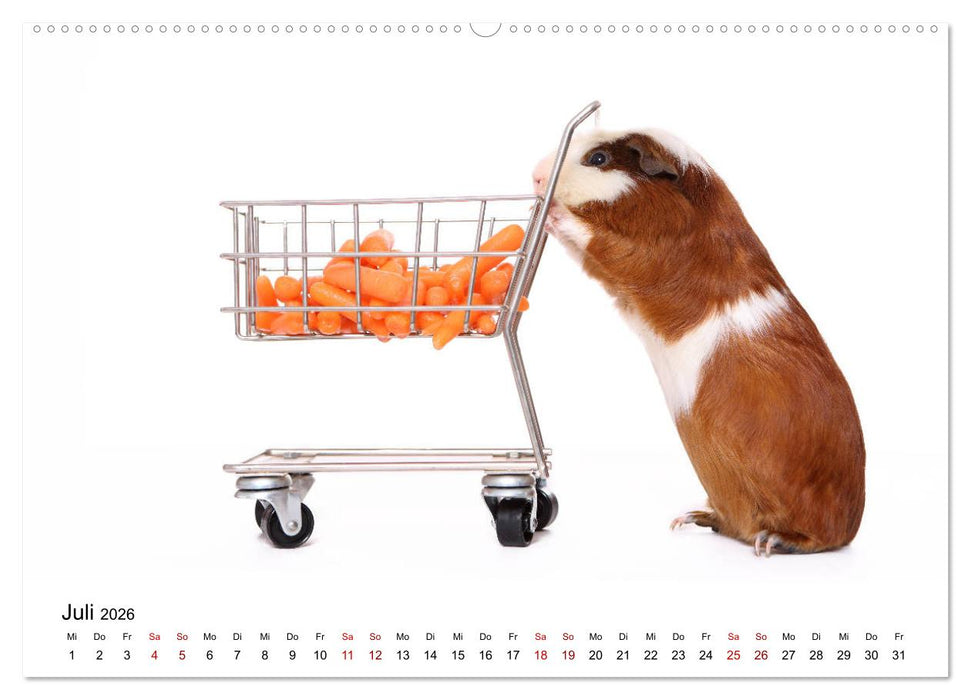 Niedliche Meerschweinchen (CALVENDO Premium Wandkalender 2026)