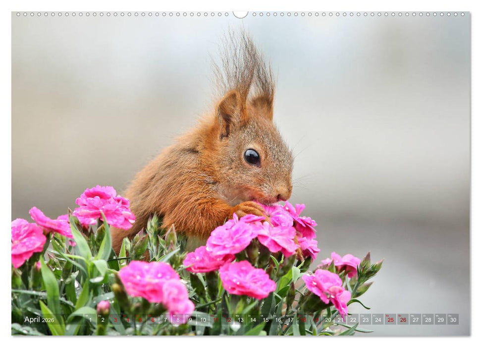 Eichhörnchen Momentaufnahmen fürs Herz (CALVENDO Premium Wandkalender 2026)