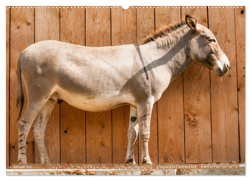 Kunterbunte Eselwelt - Liebenswerte Langohren (CALVENDO Wandkalender 2026)