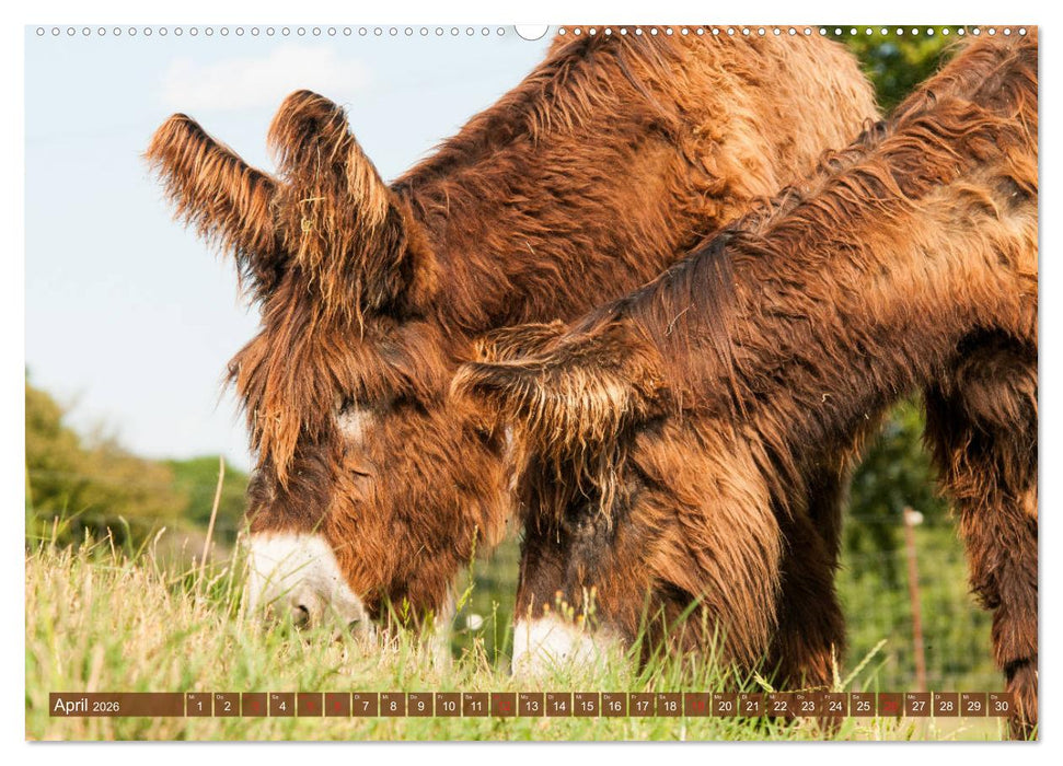 Kunterbunte Eselwelt - Liebenswerte Langohren (CALVENDO Wandkalender 2026)