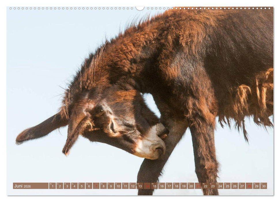 Kunterbunte Eselwelt - Liebenswerte Langohren (CALVENDO Wandkalender 2026)