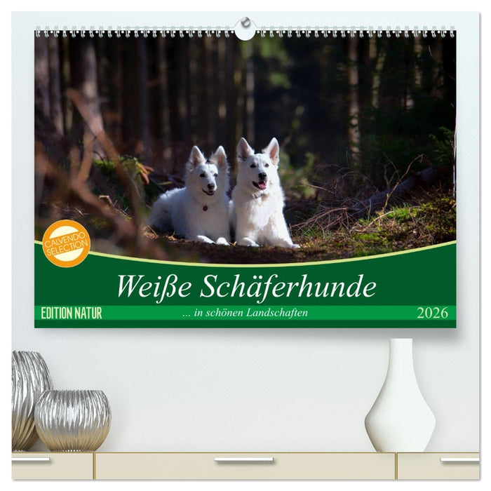 Weiße Schäferhunde in schönen Landschaften (CALVENDO Premium Wandkalender 2026)