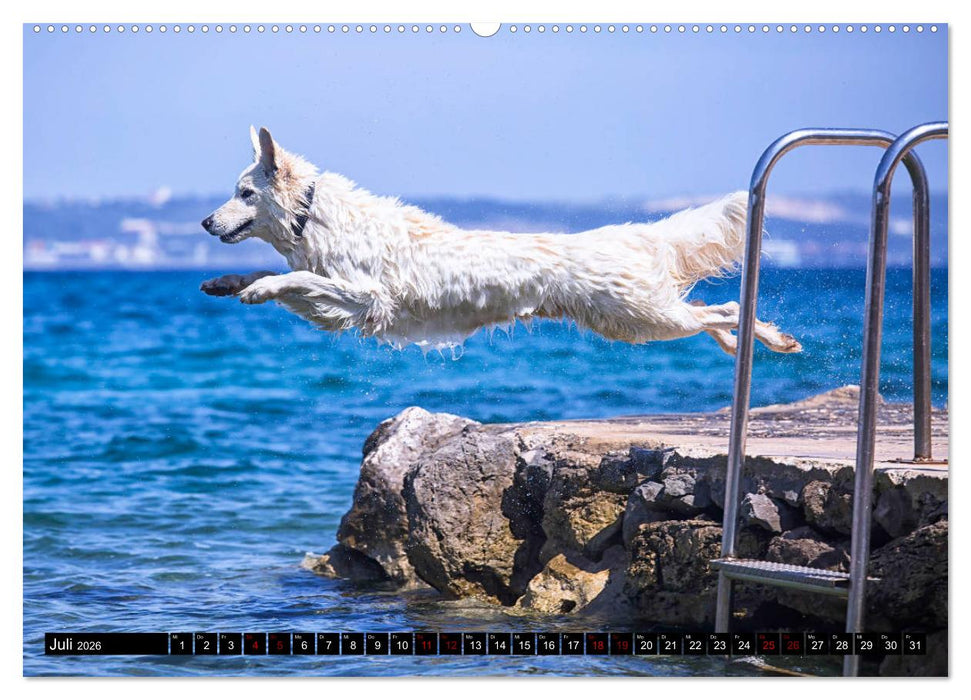 Weiße Schäferhunde in schönen Landschaften (CALVENDO Premium Wandkalender 2026)