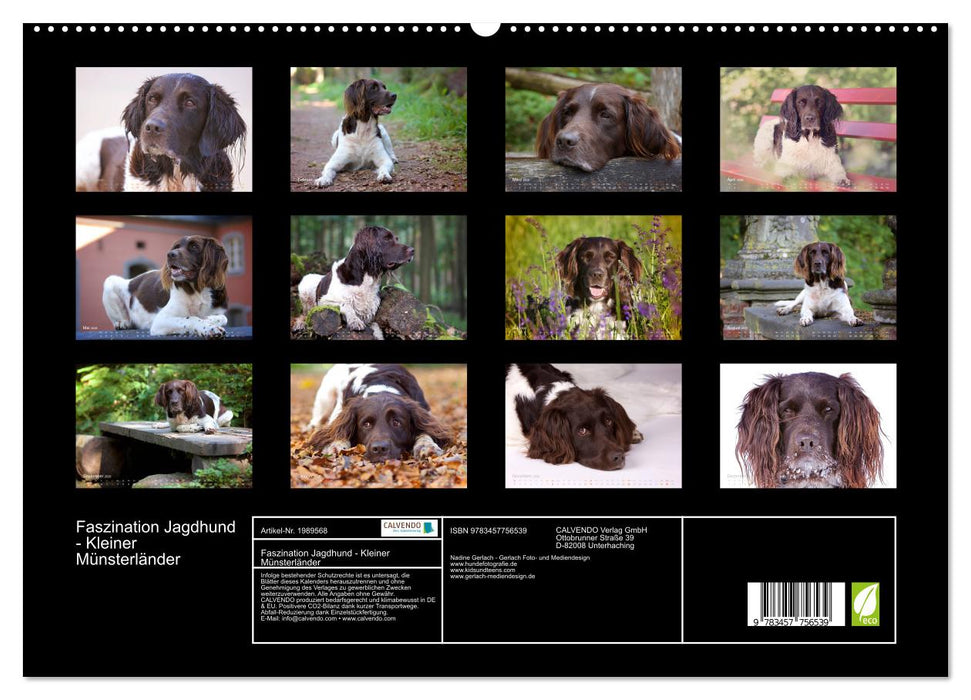 Faszination Jagdhund - Kleiner Münsterländer (CALVENDO Premium Wandkalender 2026)