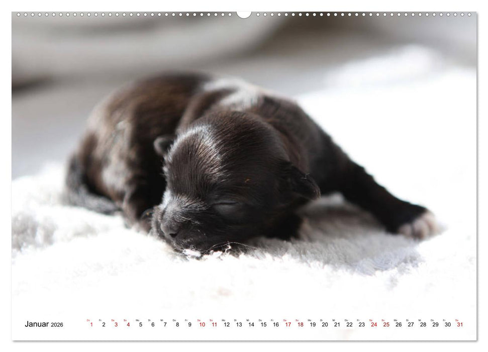 Bolonka Babykalender 2026 (CALVENDO Premium Wandkalender 2026)