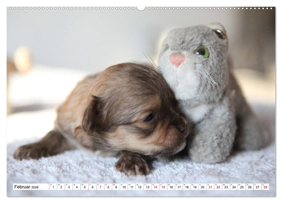 Bolonka Babykalender 2026 (CALVENDO Premium Wandkalender 2026)